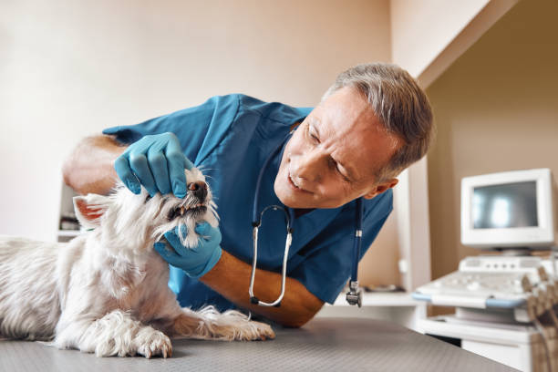  Traverse City, MI Emergency Dentist Pros